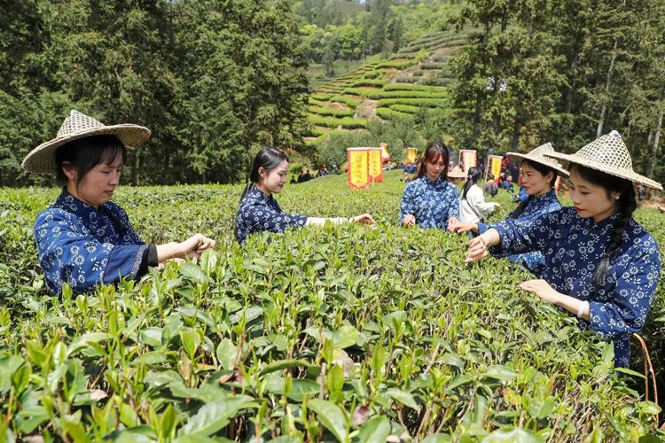 2025年4月13日，福建武夷山市星村鎮(zhèn)朝陽村茶農在生態(tài)茶園展示采茶。新華社發(fā)（邱汝泉 攝）