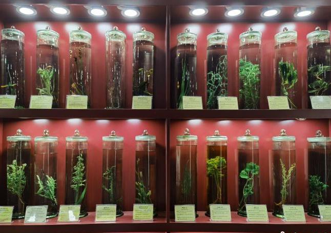 圖為藏藥藥材標(biāo)本。　張海雯 攝.jpg