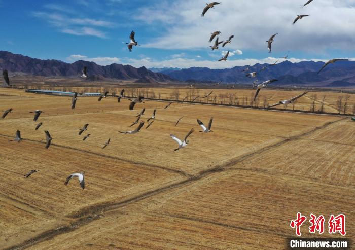 圖為黑頸鶴在拉薩市林周縣境內(nèi)飛翔。　貢嘎來松 攝