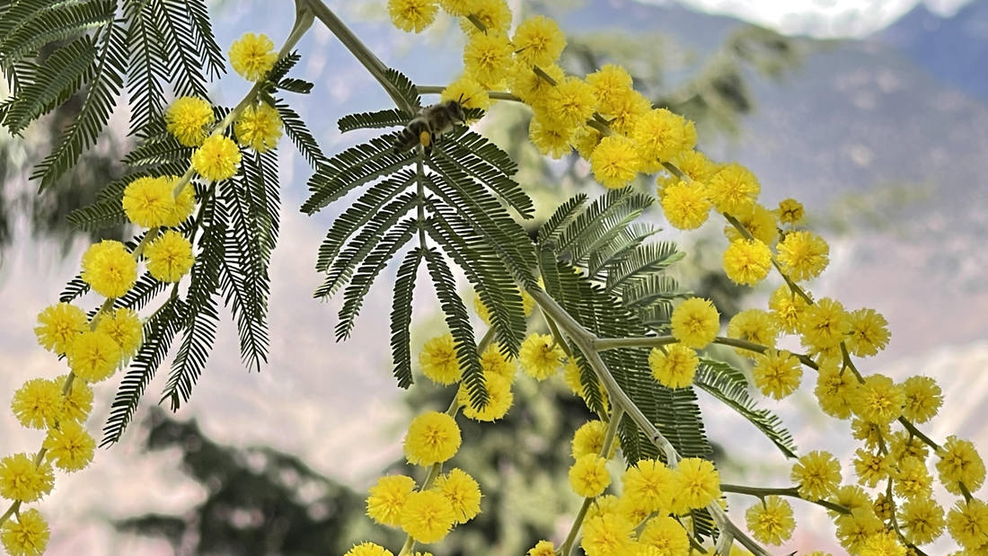 蜜蜂在金合歡花枝上休憩。