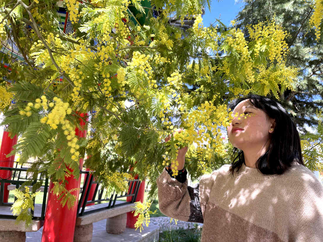 游客仔細(xì)觀賞黃絨絨的金合歡花。