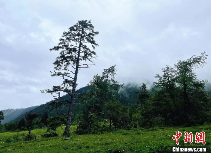 6月10日，魯朗小鎮(zhèn)高山牧場景區(qū)風(fēng)光?！∪轿木?攝