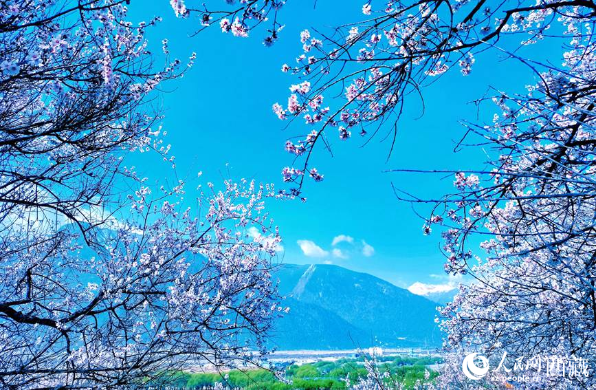 藍天與桃花相映成趣。 人民網(wǎng) 李海霞攝