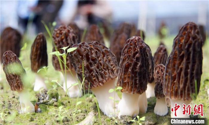 香格里拉春耕忙羊肚菌產業(yè)扶貧顯成效