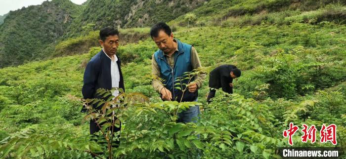 圖為張金利調(diào)研適合阿拉村種植的農(nóng)作物，經(jīng)過不斷改良技術(shù)后，產(chǎn)量大大提高。(資料圖)甘肅省水利廳供圖