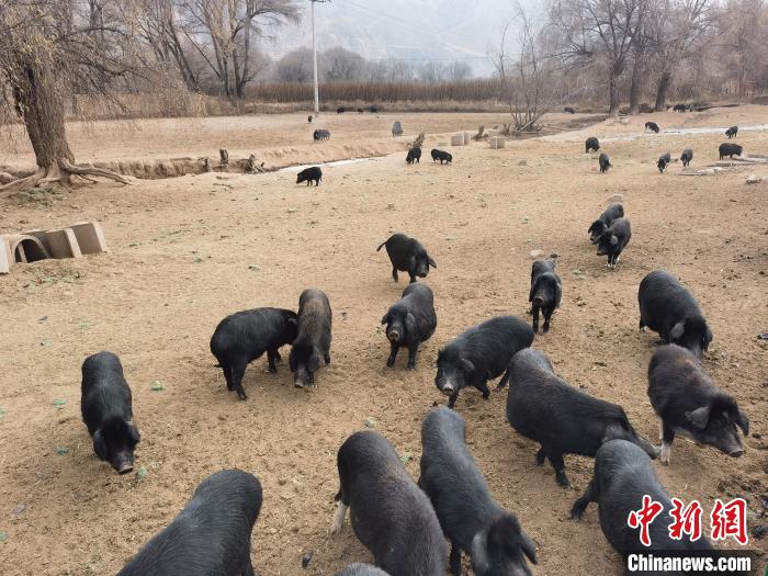 圖為藏香豬?！∑钤鲚?攝