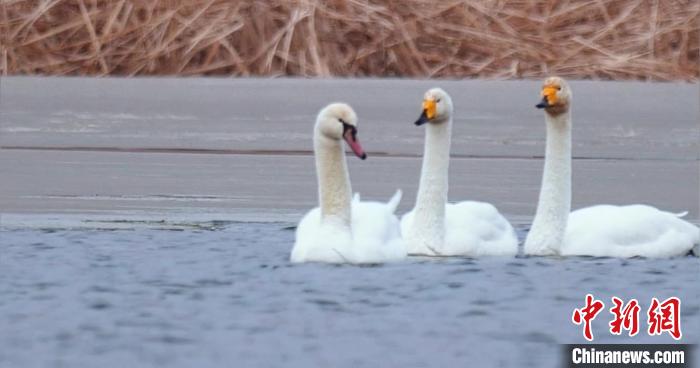 圖為疣鼻天鵝與大天鵝?！∏嗪夜珗@觀鳥協(xié)會供圖 攝