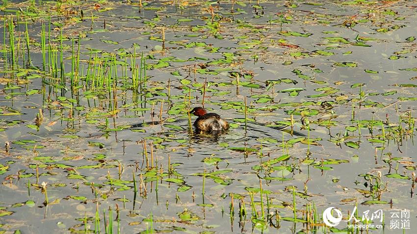 納帕海濕地內(nèi)遷徙停留的鳥。呂昊辰攝