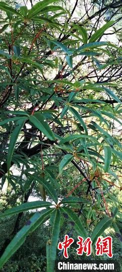 被稱為植物界“大熊貓”的五小葉槭植物?！】刀ㄊ形麄鞑抗﹫D