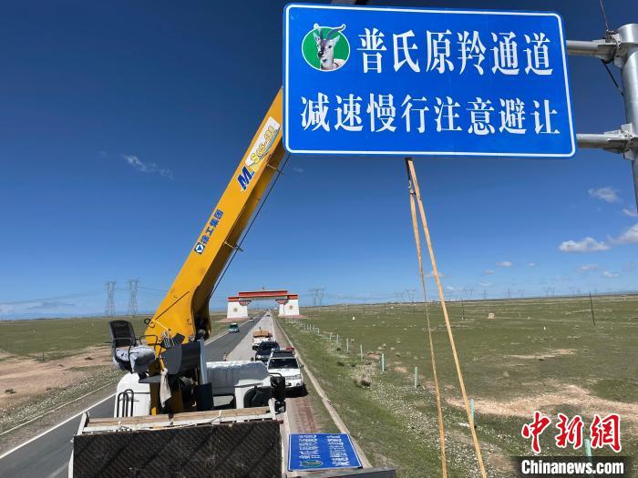 圖為青海省海北州剛察縣設(shè)立的普氏原羚通道警示牌?！∏嗪Ｊ『１敝萑嗣駲z察院供圖