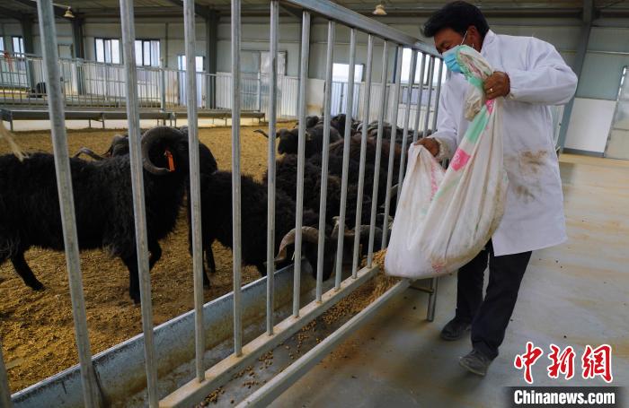 圖為飼養(yǎng)員給黑藏羊喂食?！●R銘言 攝