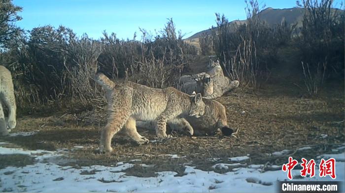圖為紅外相機拍攝到的猞猁?！∑钸B山國家公園青海省管理局供圖