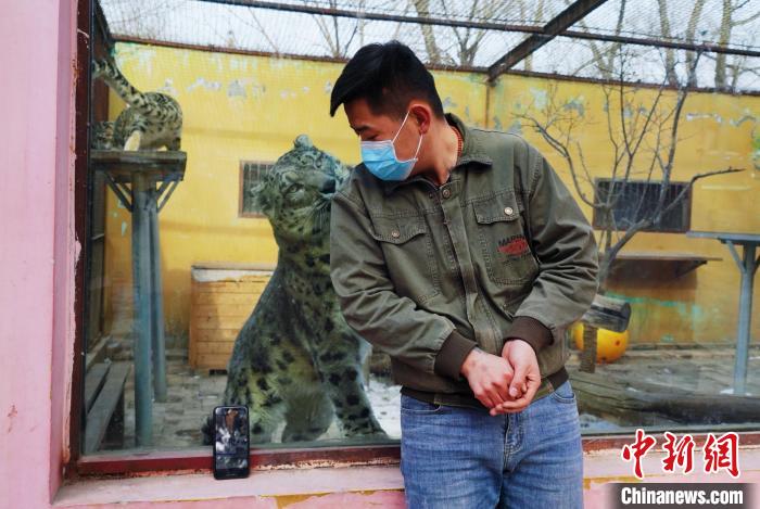 圖為雪豹“奶爸”史壽軍直播休息時與雪豹互動。　馬銘言 攝