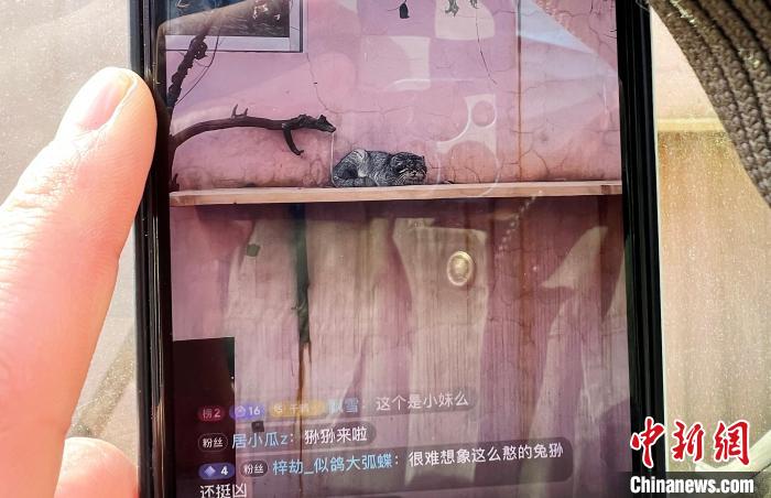 圖為雪豹“奶爸”史壽軍正在直播?！●R銘言 攝