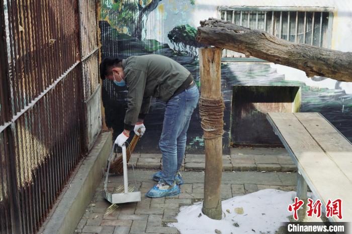 圖為雪豹“奶爸”史壽軍正在打掃豹館衛(wèi)生。　馬銘言 攝