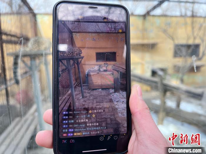 圖為雪豹“奶爸”史壽軍正在直播。　馬銘言 攝