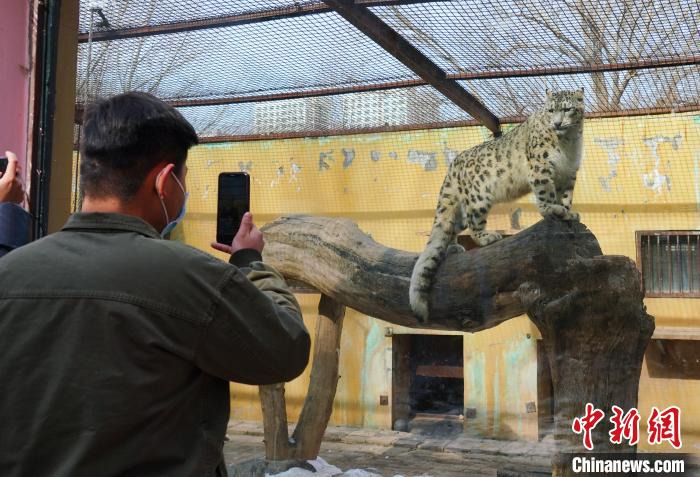 圖為雪豹“奶爸”史壽軍正在直播?！●R銘言 攝