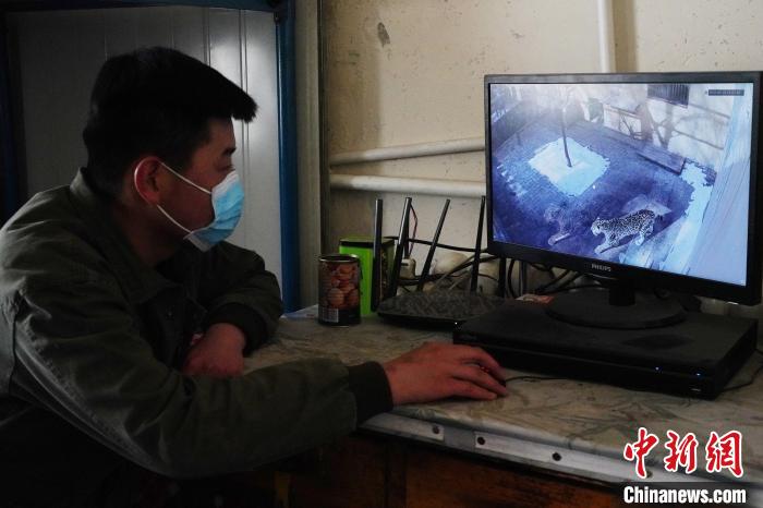 圖為雪豹“奶爸”史壽軍通過監(jiān)控察看雪豹情況?！●R銘言 攝