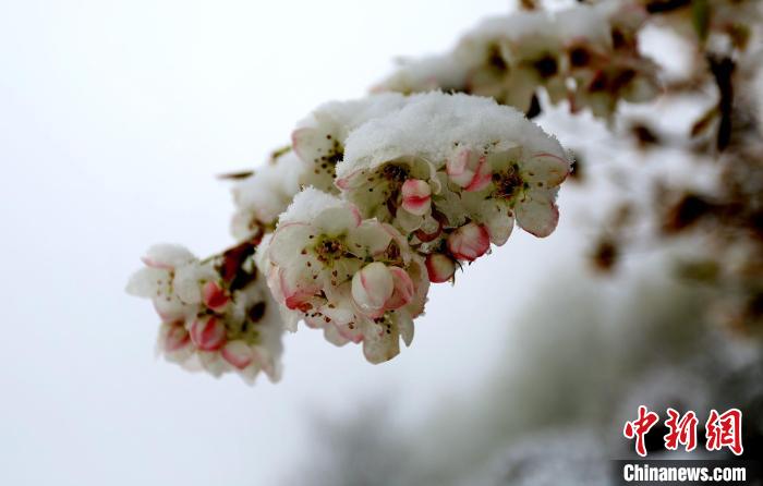 花兒被冰雪覆蓋?！±钣腊?　攝
