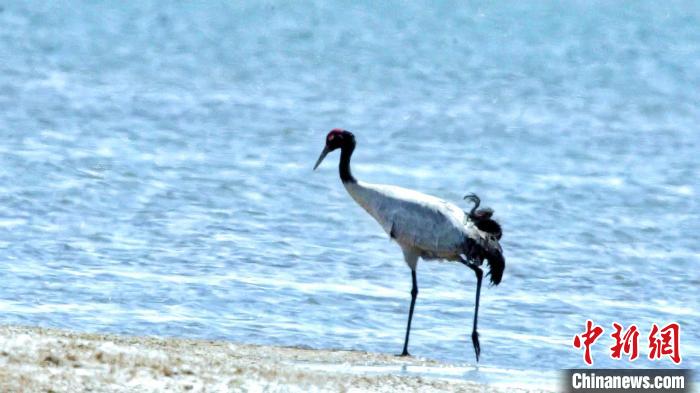 圖為黑頸鶴在青海湖畔散步?！《砣詹囟?攝