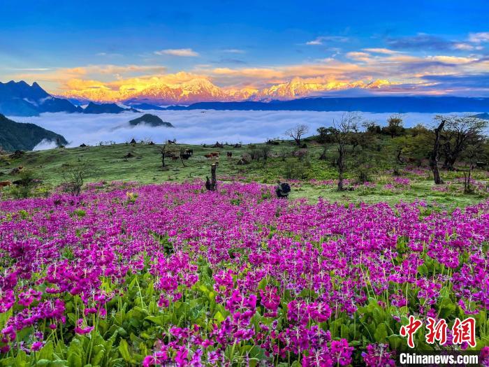春天的牛背山花海?！∮稳仄?攝