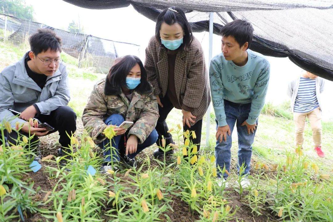 彭州對口支援工作組隊項目組查看瓦布貝母種植情況。彭州市宣傳部供圖