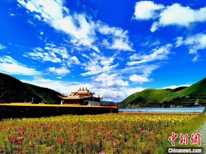 近百畝百合花競(jìng)相開(kāi)放，景色誘人。　壤塘縣委宣傳部供圖