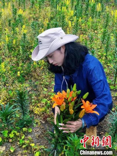 村民采摘百合花?！∪捞量h委宣傳部供圖