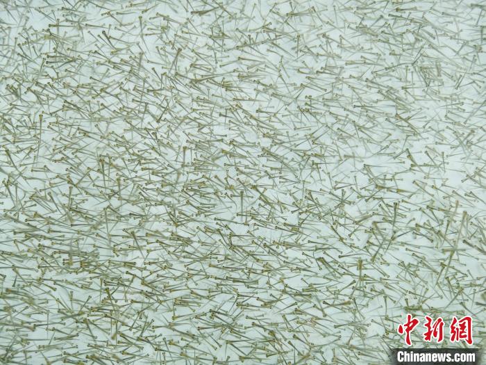 圖為密集培育的魚苗?！?zhí)砀?攝