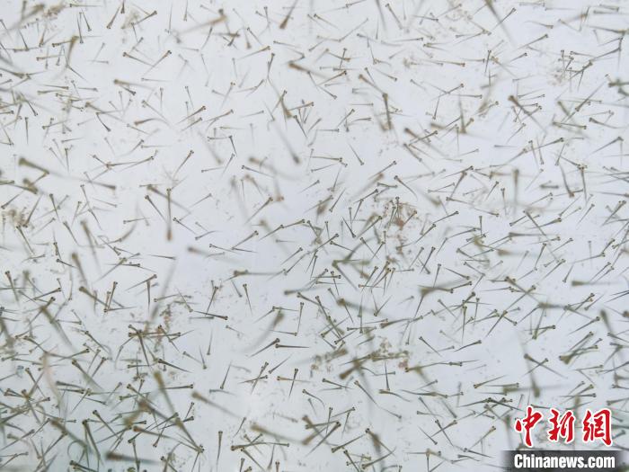 圖為魚苗?！?zhí)砀?攝