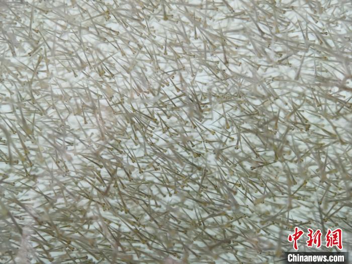 圖為密集分布的魚苗?！?zhí)砀?攝