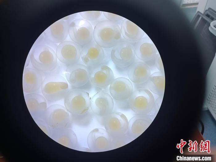 圖為顯微鏡下的魚卵?！∏嗪：沲幘茸o(hù)中心 供圖