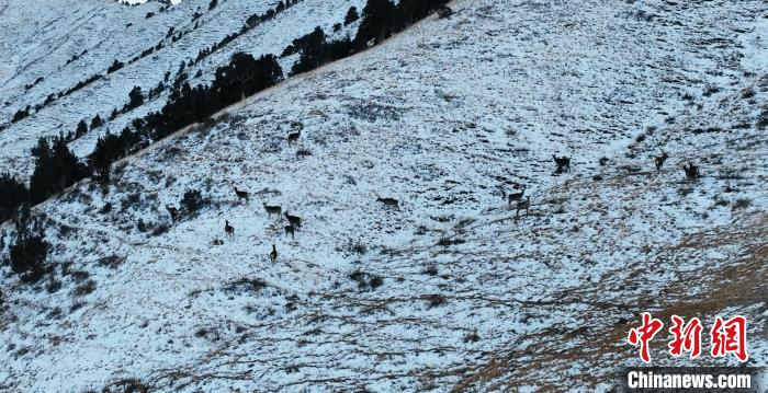 圖為巖羊和馬鹿集體在雪地里休憩?！《继m縣融媒體中心 供圖