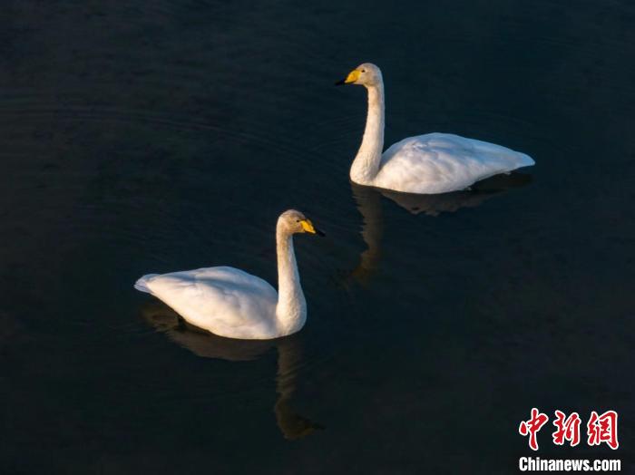 圖為兩只天鵝在湖中游蕩。　何啟金 攝