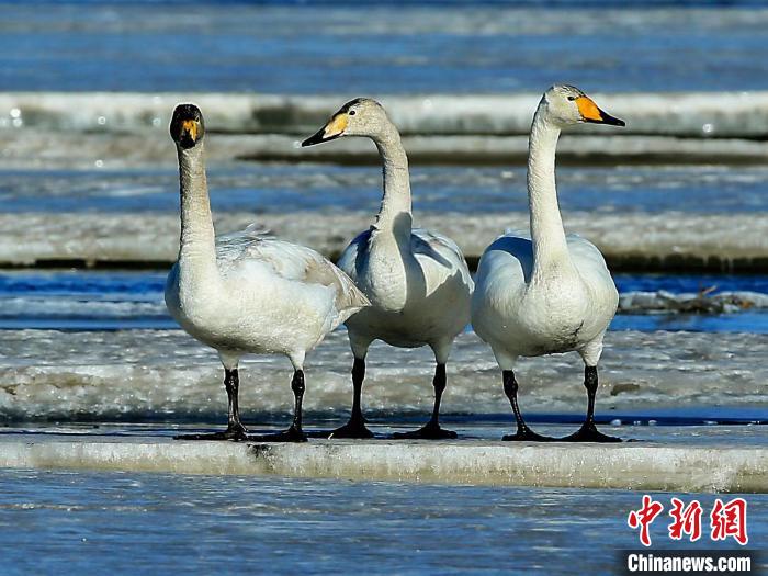 圖為三只天鵝在湖面上曬太陽(yáng)。　何啟金 攝