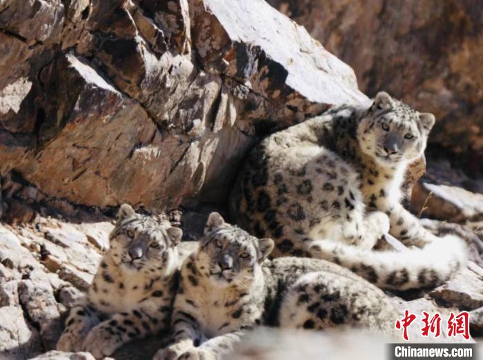青海都蘭：雪豹、兔猻等多種珍稀野生動(dòng)物亮相