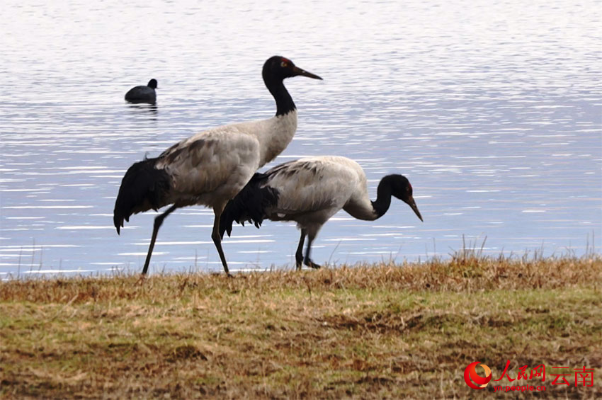 香格里拉納帕海濕地的黑頸鶴。李競?cè)魯z