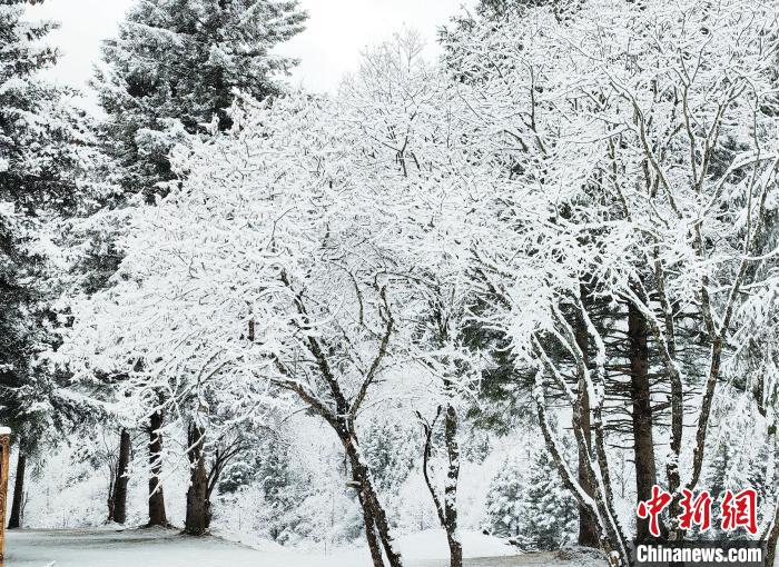大熊貓國家公園王朗片區(qū)春雪如畫，宛若仙境?！×_春平 攝