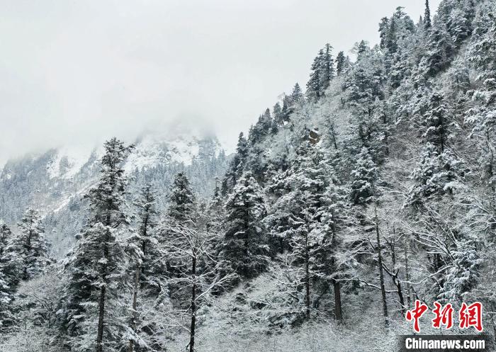 大熊貓國家公園王朗片區(qū)春雪如畫，宛若仙境?！×_春平 攝