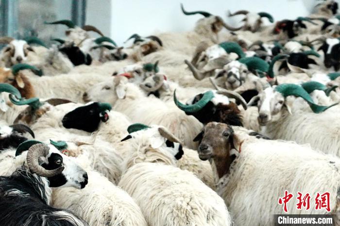 圖為被評為國家農(nóng)產(chǎn)品地理標(biāo)志保護產(chǎn)品的剛察藏羊進場入圈。　蔡志睿 攝