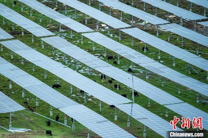 柯拉光伏板距地面高度超過1.8米，可滿足植被生長需要，又能保障牛羊放牧空間，實(shí)現(xiàn)“牧光”互補(bǔ)?！⒅铱?攝