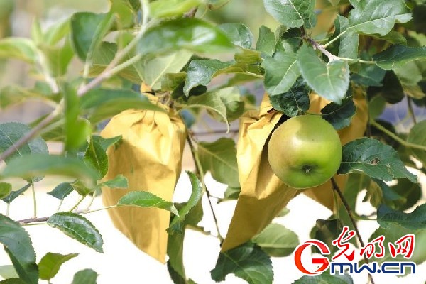 我們的家園｜小蘋(píng)果帶動(dòng)大產(chǎn)業(yè)，帶你看看這座阿壩州小村的鄉(xiāng)村振興新模式