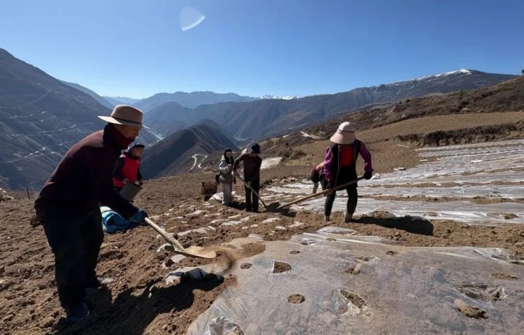 村民們正在種土豆。黑水縣融媒體中心供圖