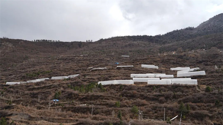 木日窩村藍(lán)莓示范基地。黑水縣融媒體中心供圖