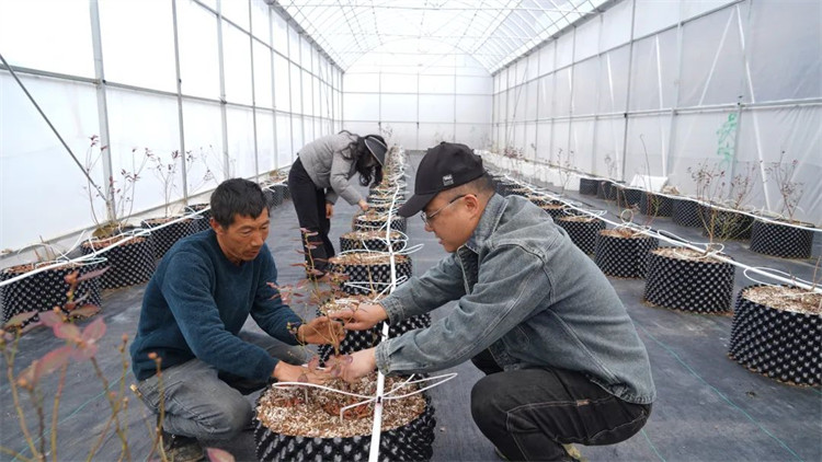 任宇和工人一起為藍(lán)莓苗修枝。黑水縣融媒體中心供圖