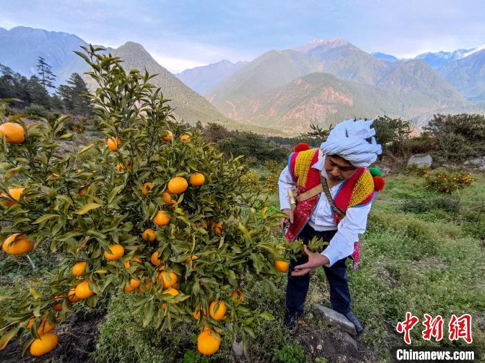 林芝下察隅鎮(zhèn)京都村101畝耙耙柑豐收?！〗w波 攝