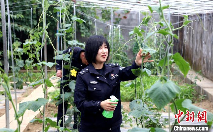 圖為李冬雪在溫室大棚里勞作?！∥鞑爻鋈刖尺叿罊z查總站供圖