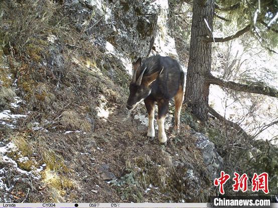 圖為相同位點(diǎn)記錄到的國家二級重點(diǎn)保護(hù)野生動(dòng)物—中華鬣羚?！≈袊茖W(xué)院昆明動(dòng)物研究所提供