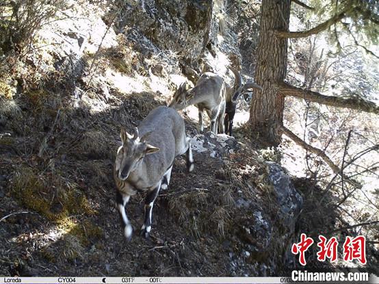 圖為相同位點(diǎn)記錄到的雪豹主要獵物—巖羊?！≈袊茖W(xué)院昆明動(dòng)物研究所提供