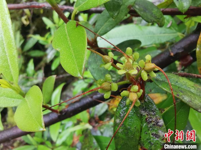 圖為折萼杜鵑果實(shí)圖?！≈锌圃豪ッ髦参镅芯克峁? oldsrc=